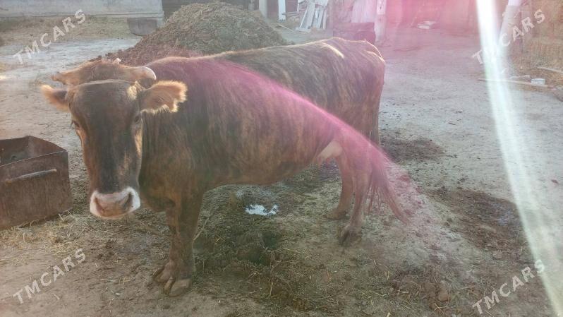 goleli sygyr - Бахарден - img 5