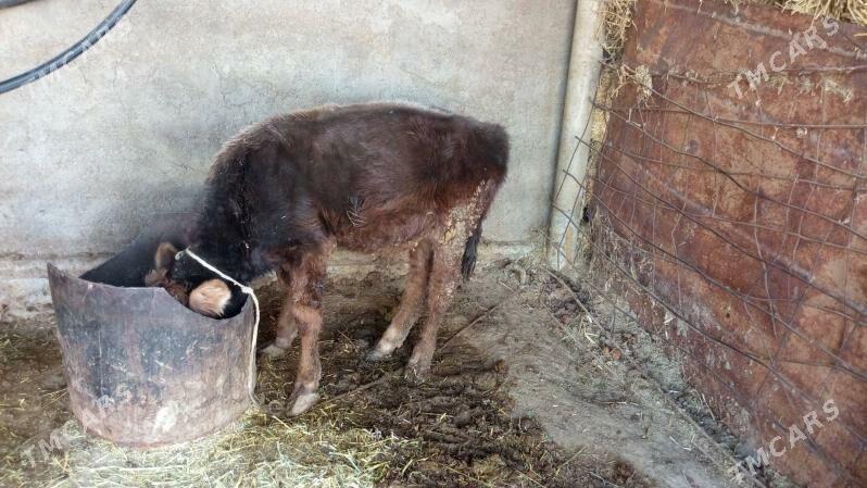 goleli sygyr - Бахарден - img 2