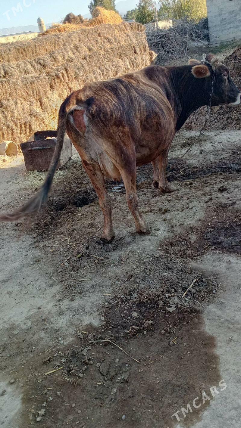 goleli sygyr - Бахарден - img 3