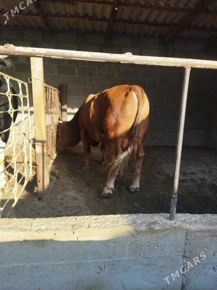 ОКУЗ - Gumdag - img 4