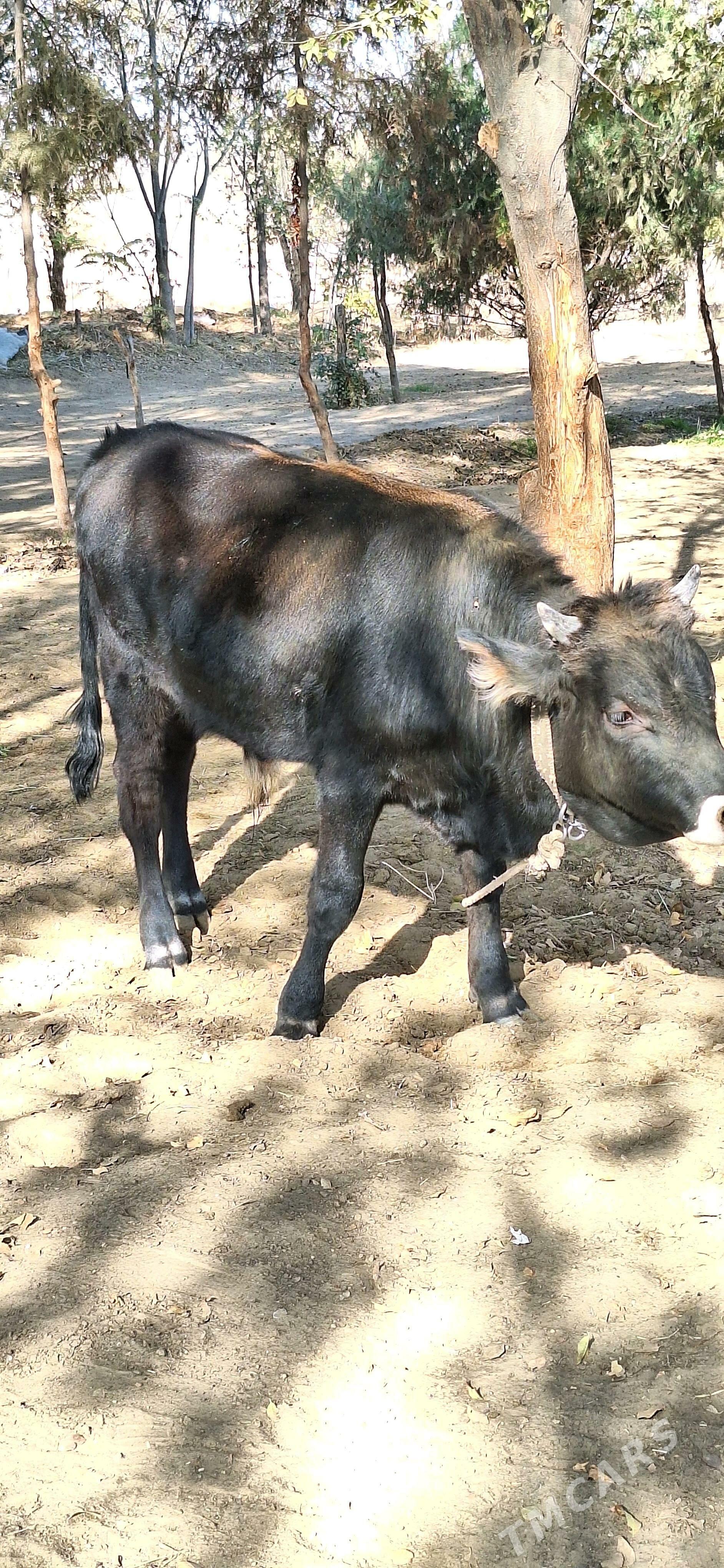 okuz - Änew - img 3