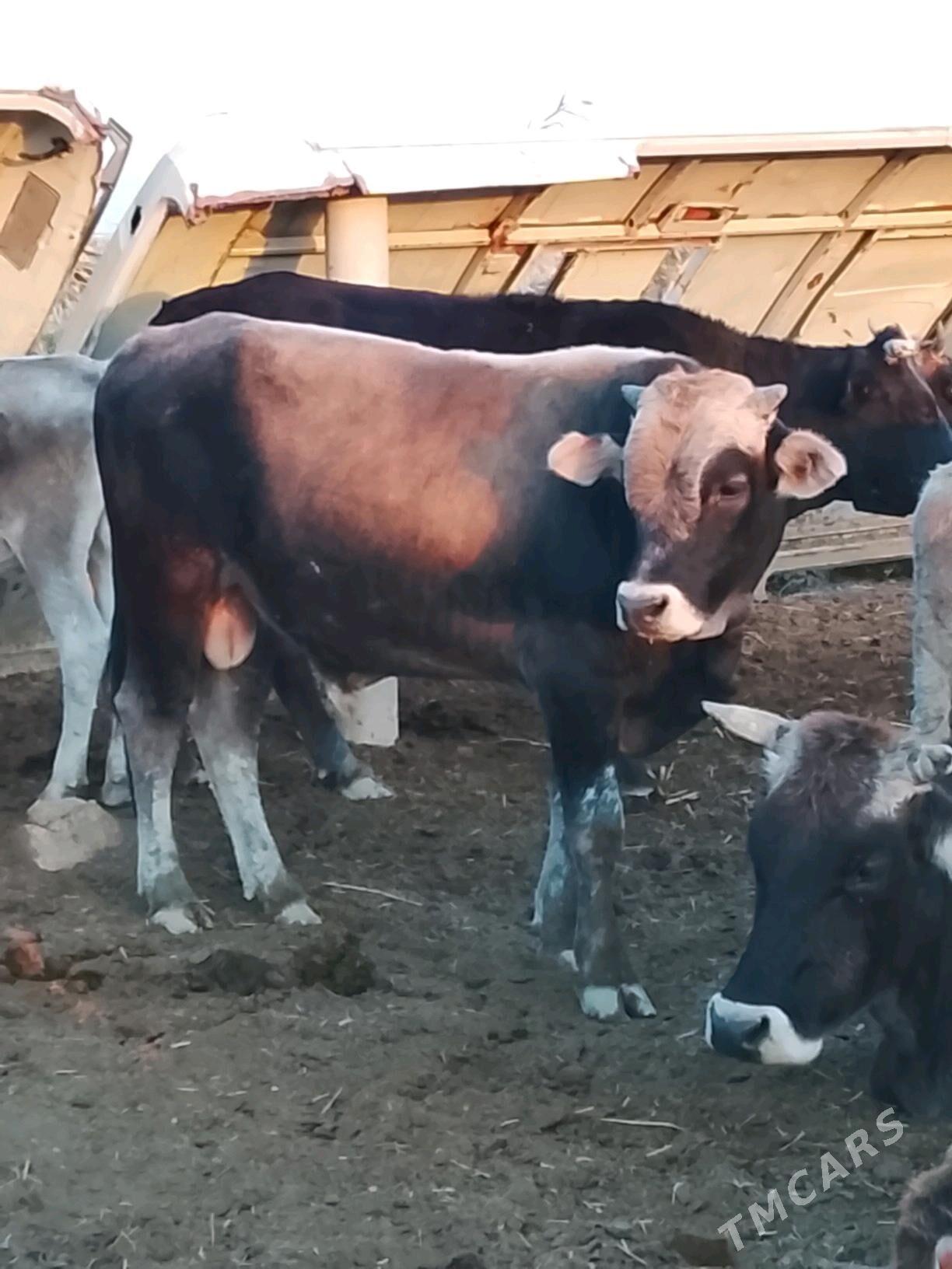 okuz tohum - Gyzylarbat - img 1