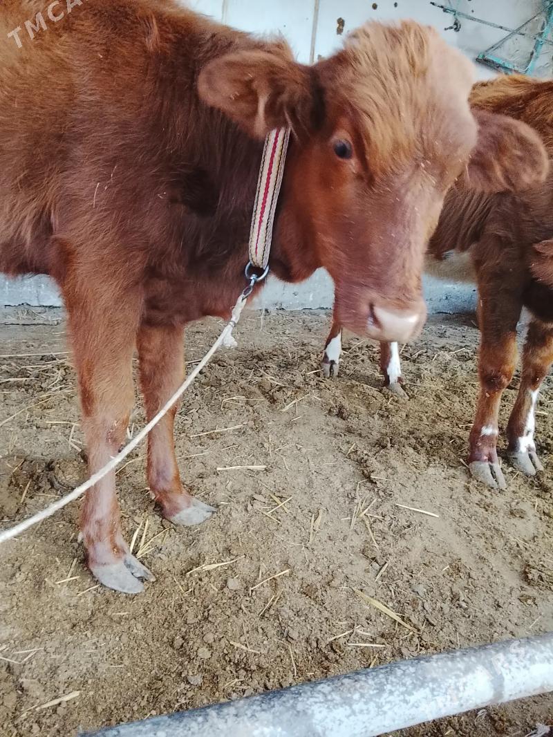 unajynlar - Туркменабат - img 7