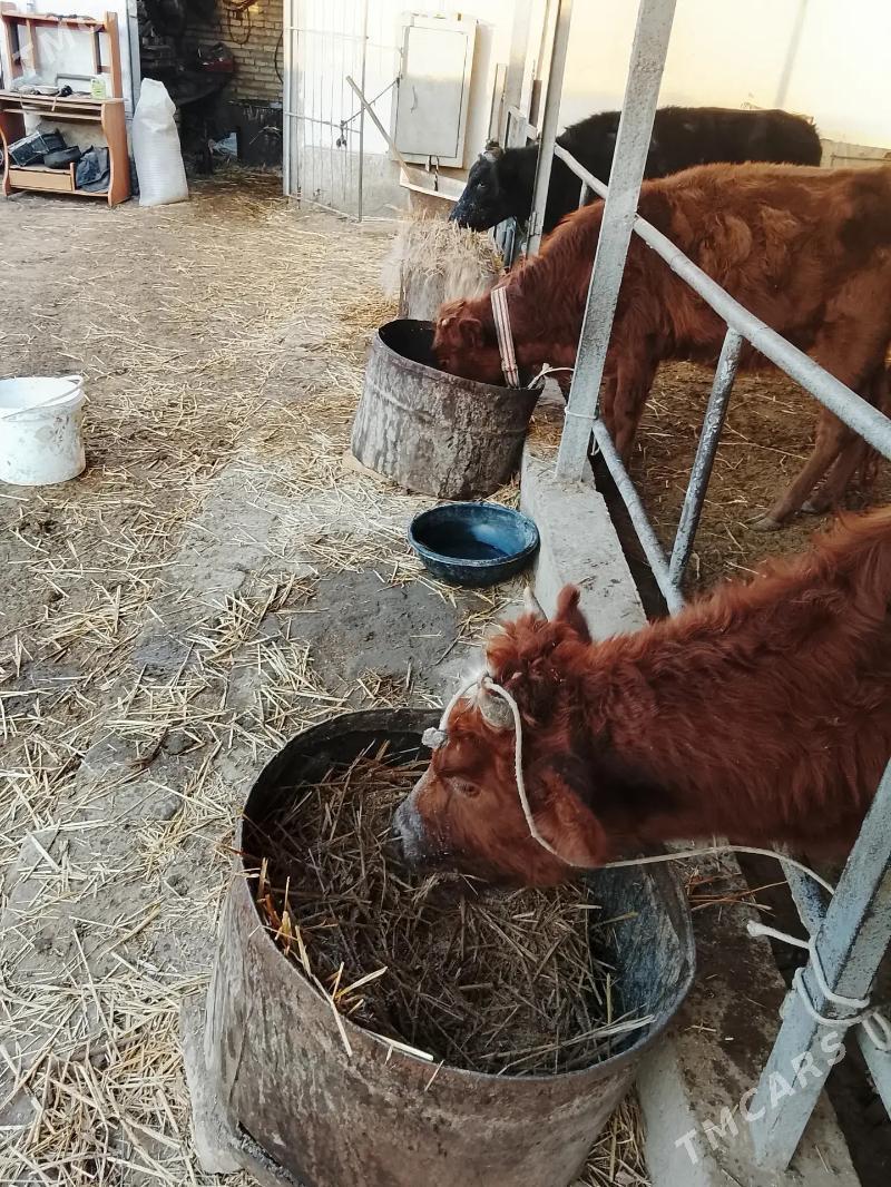 unajynlar - Туркменабат - img 1