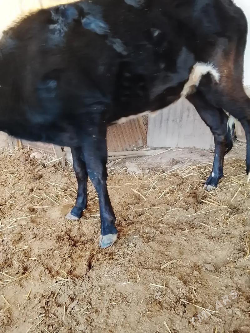 unajynlar - Туркменабат - img 2