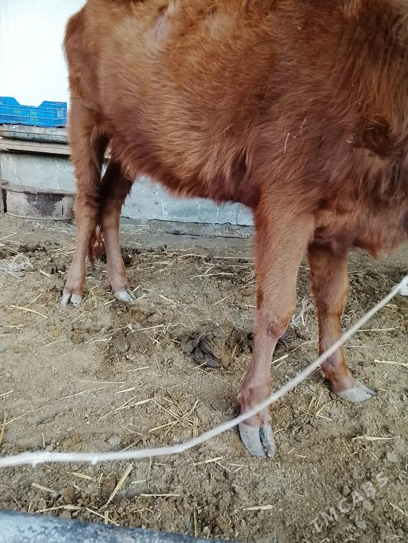 unajynlar - Туркменабат - img 4