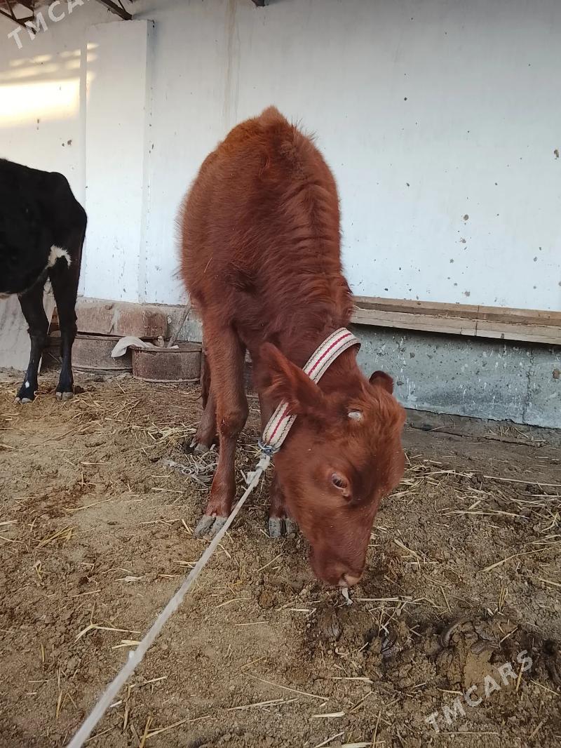 unajynlar - Туркменабат - img 10