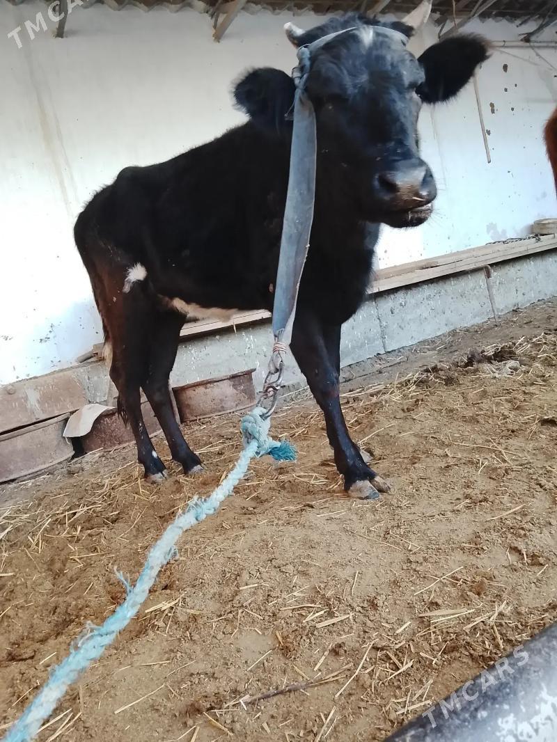 unajynlar - Туркменабат - img 5