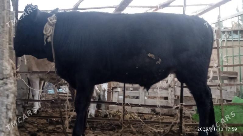 okuz,3sany - Bäherden - img 1