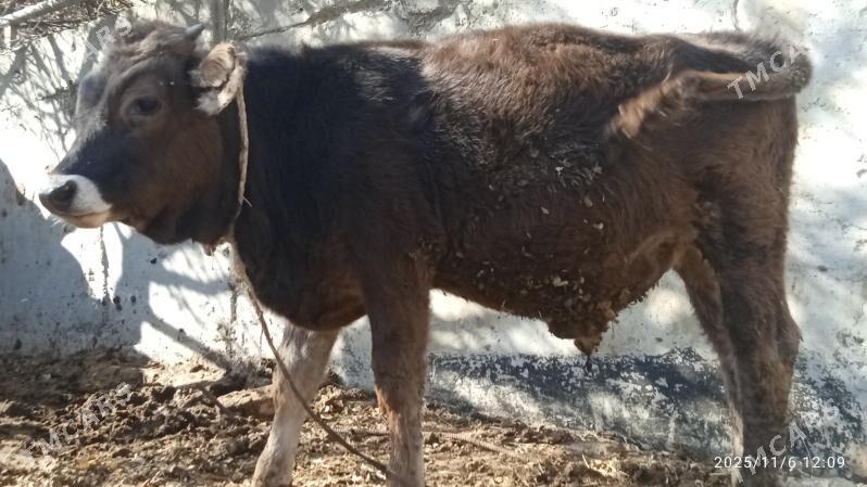 okuz,3sany - Bäherden - img 6