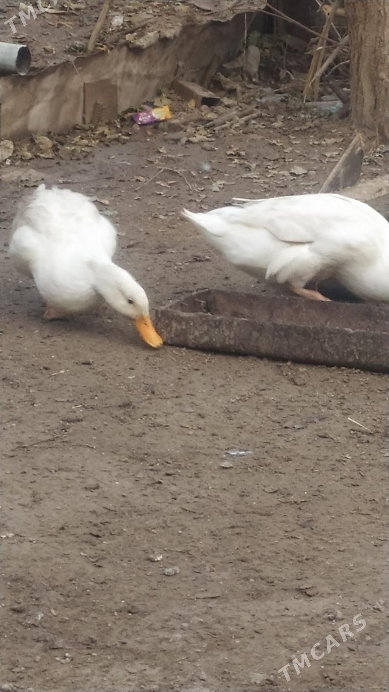 ÖRDEK - Дашогуз - img 1