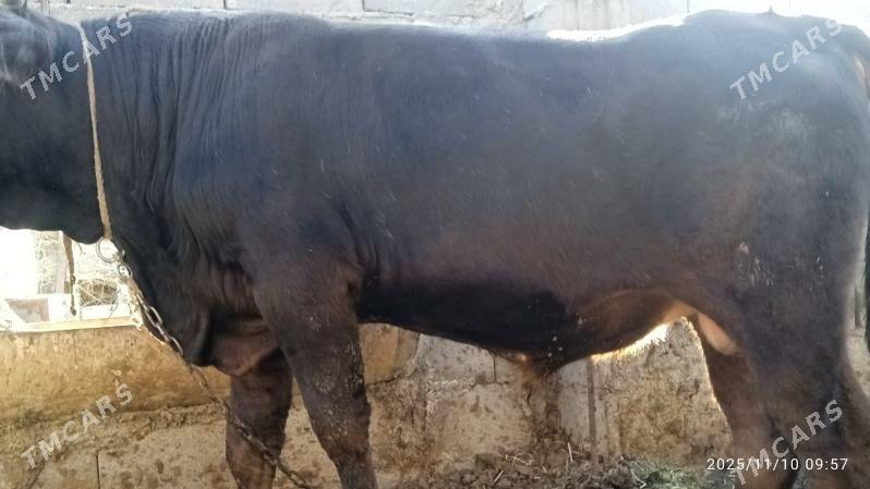 okuz,3sany - Bäherden - img 4