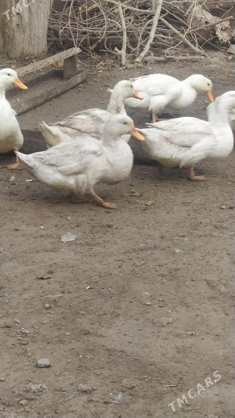 ÖRDEK - Дашогуз - img 3