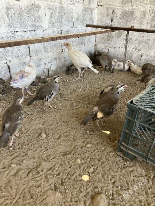 Sülgün Fazan Käkilik - Aşgabat - img 8