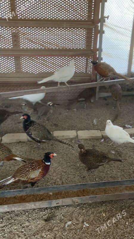 Sülgün Fazan Käkilik - Aşgabat - img 3