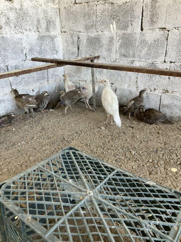 Sülgün Fazan Käkilik - Aşgabat - img 10