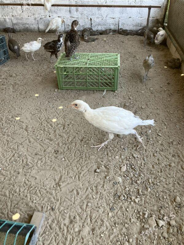 Sülgün Fazan Käkilik - Aşgabat - img 7