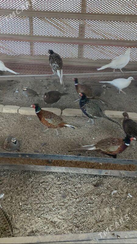 Sülgün Fazan Käkilik - Aşgabat - img 4