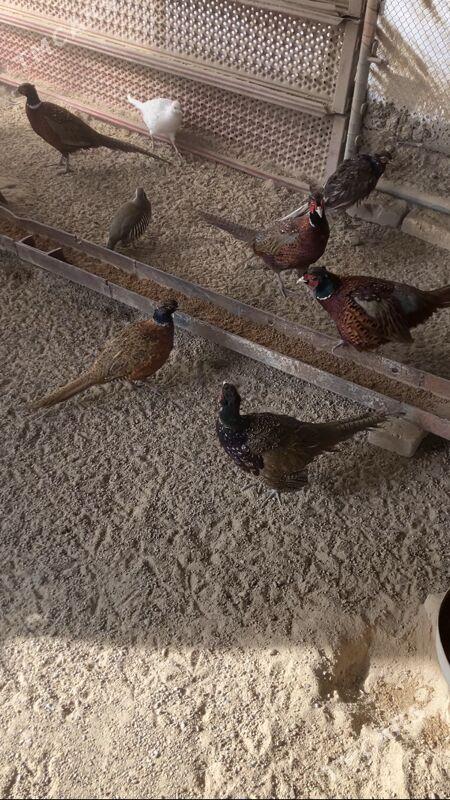 Sülgün Fazan Käkilik - Aşgabat - img 2