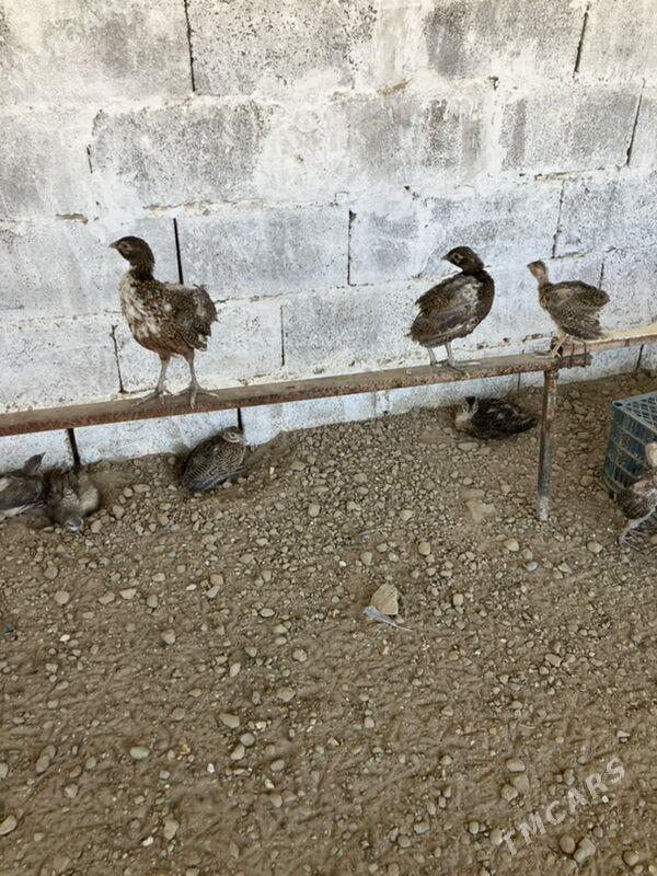 Sülgün Fazan Käkilik - Aşgabat - img 6