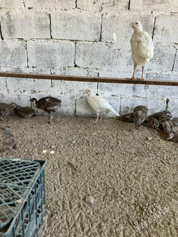 Sülgün Fazan Käkilik - Aşgabat - img 9