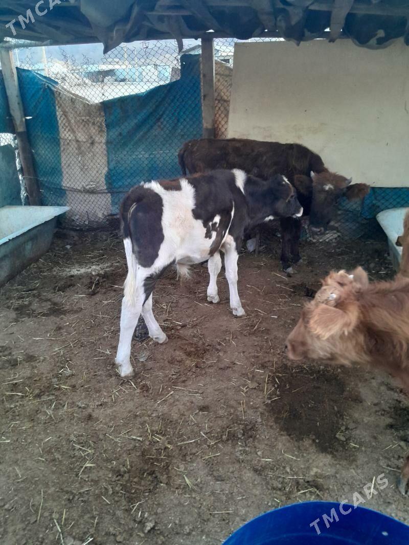 Окузче гибирит - Балканабат - img 3