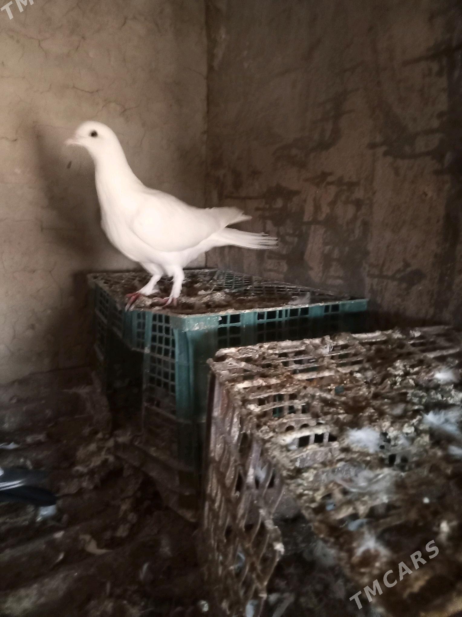 kepderi - Сакарчага - img 5