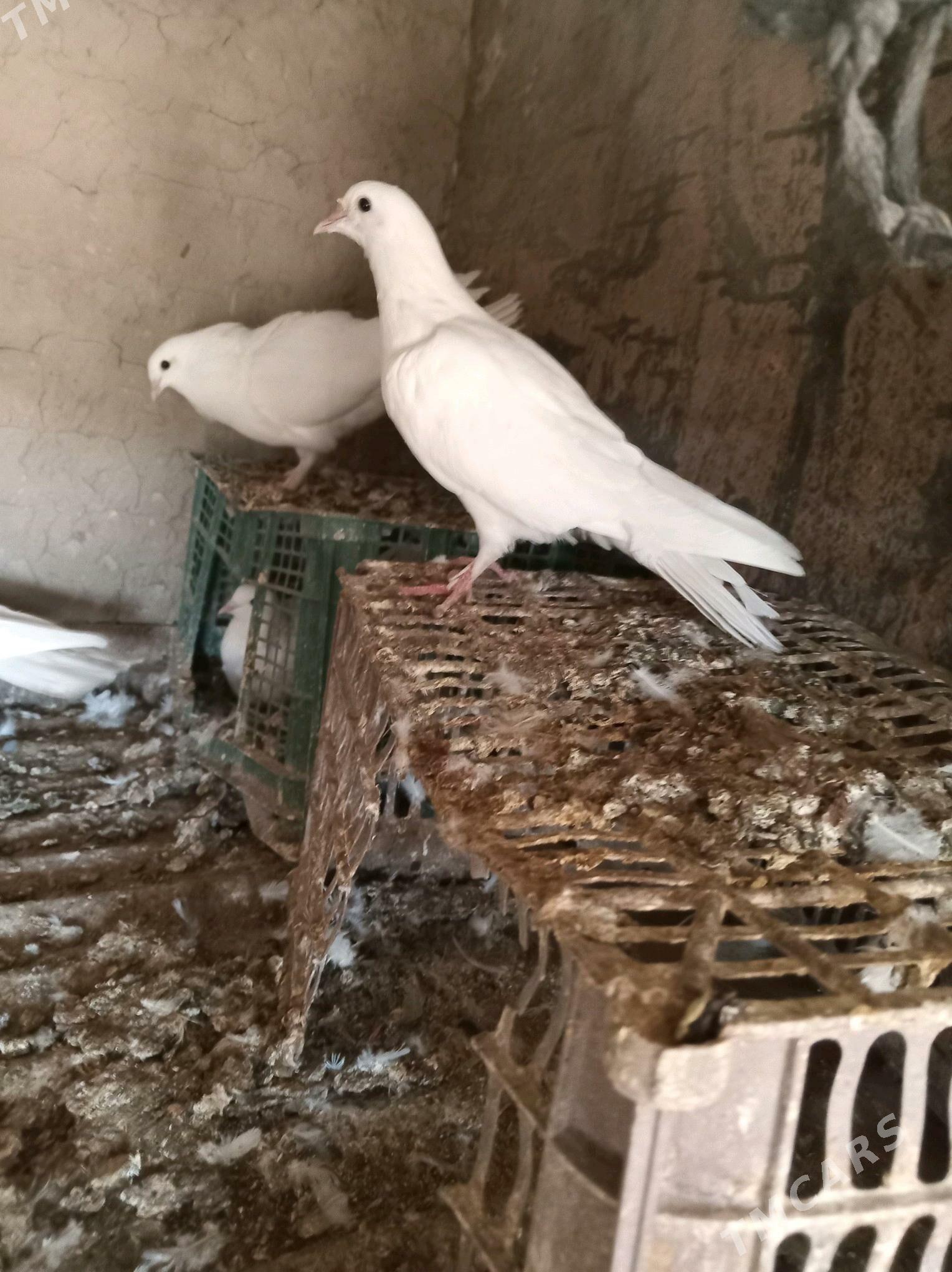 kepderi - Сакарчага - img 4