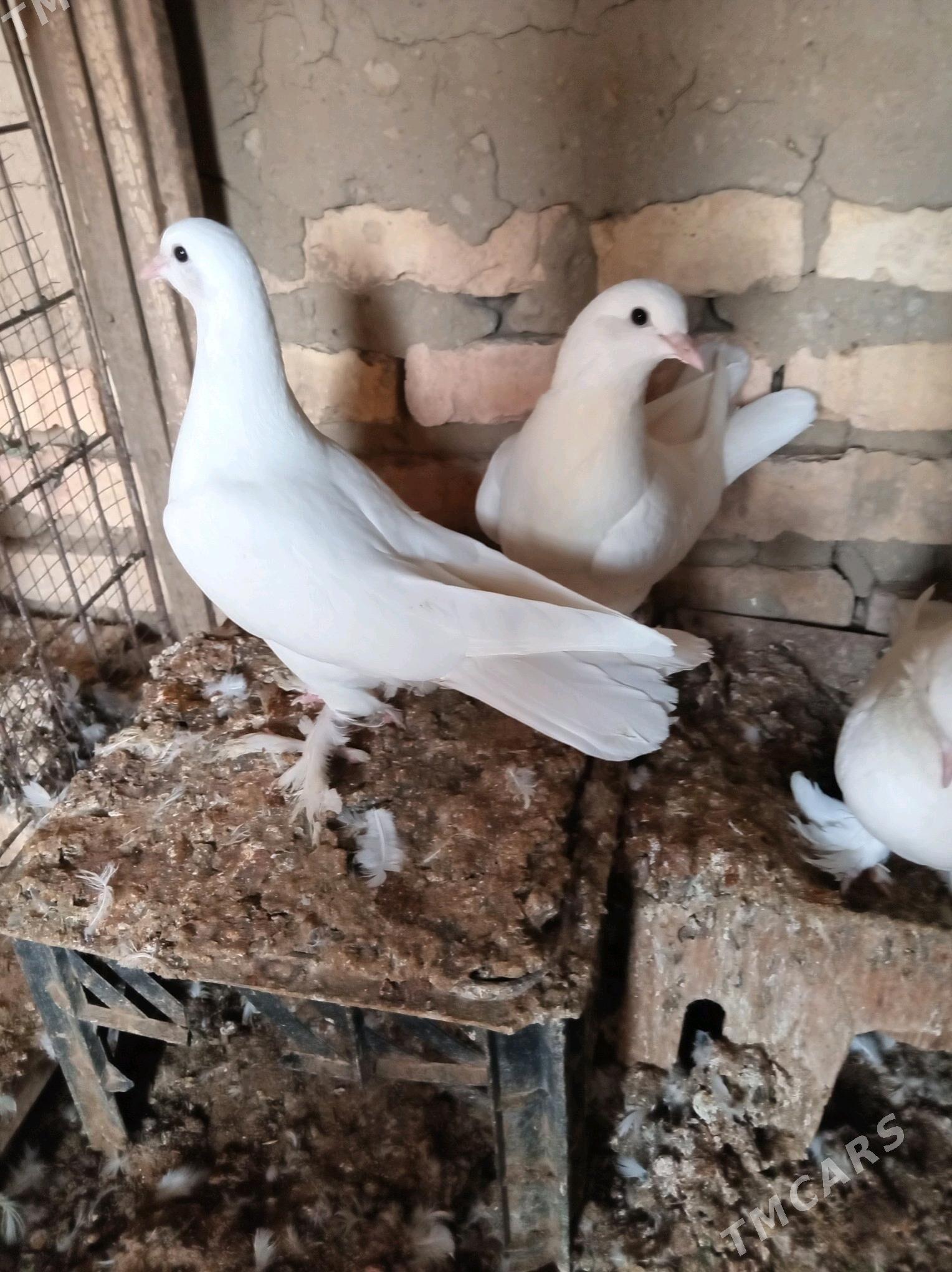 kepderi - Сакарчага - img 3