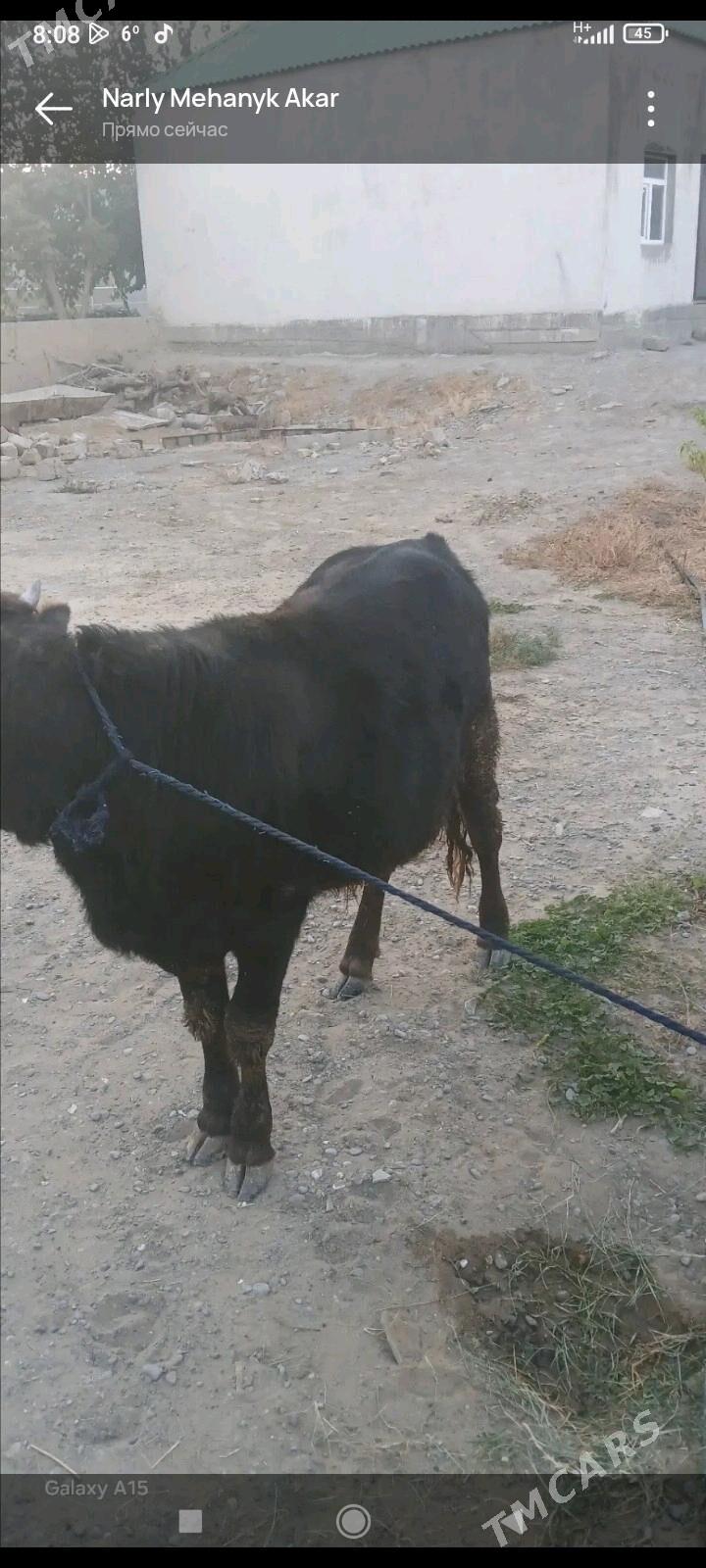 okuz - Aşgabat - img 3