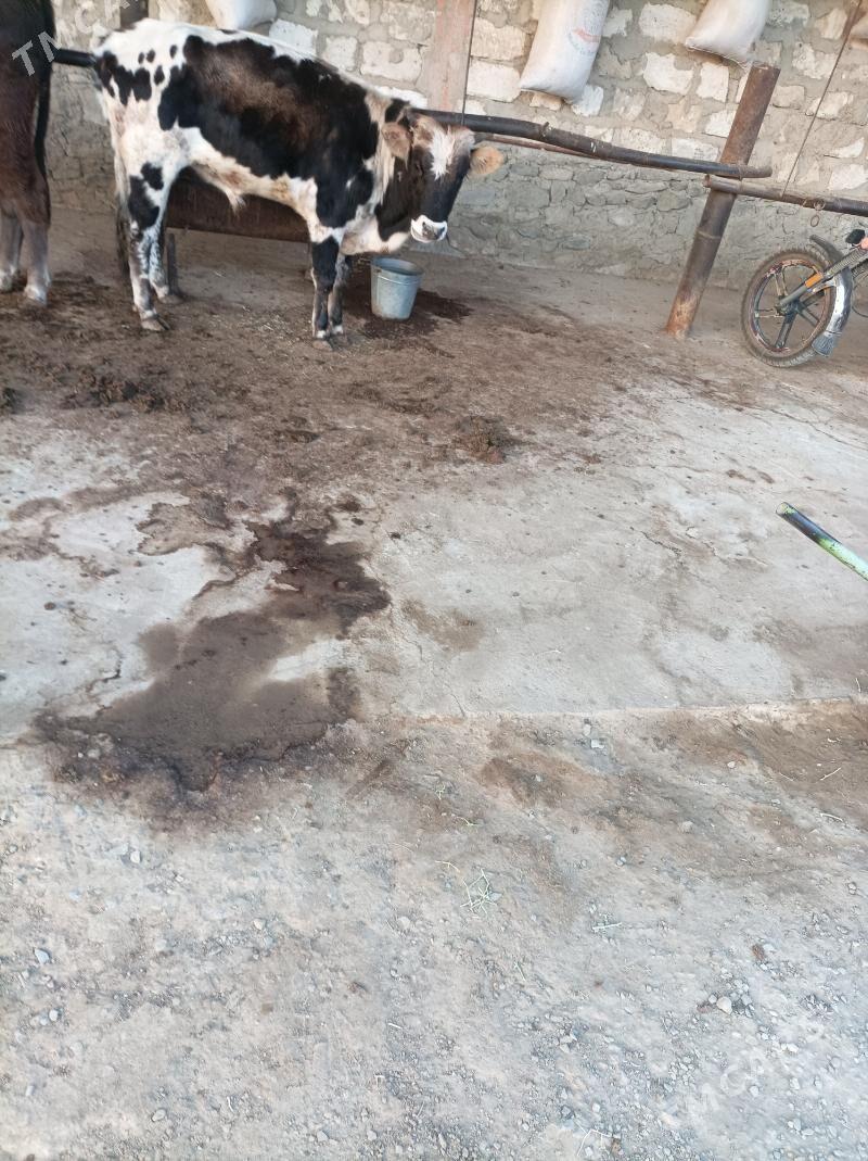 окуз - Bereket - img 1