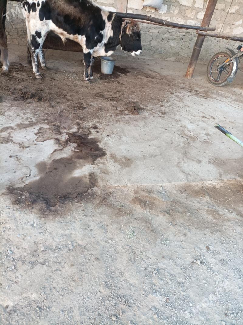 окуз - Bereket - img 2