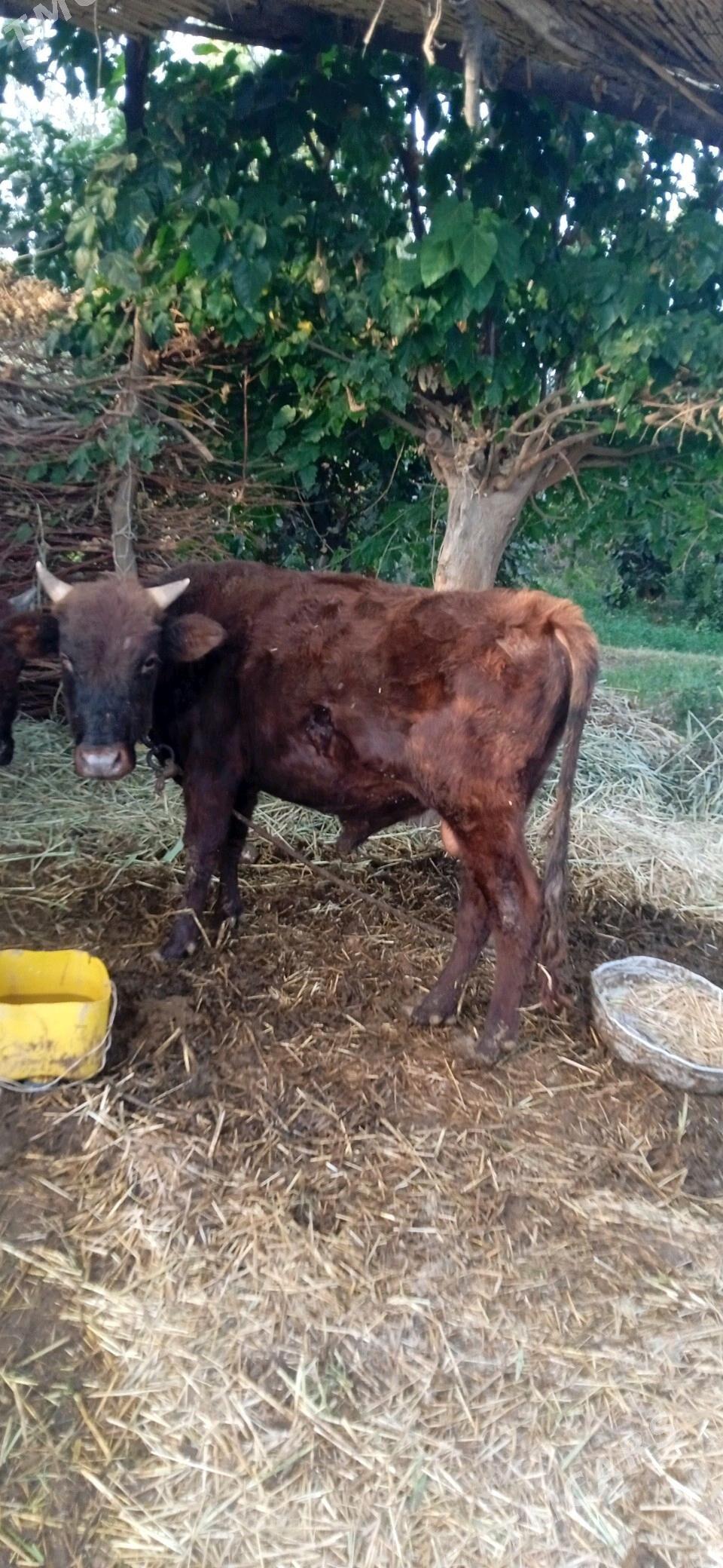 okuz - Бабадайхан - img 2