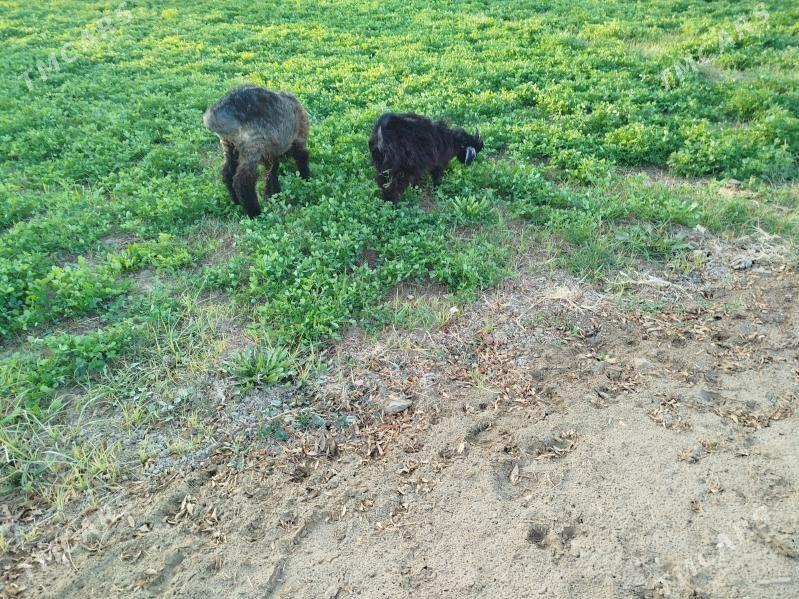 Tokly cewis - Murgap - img 2