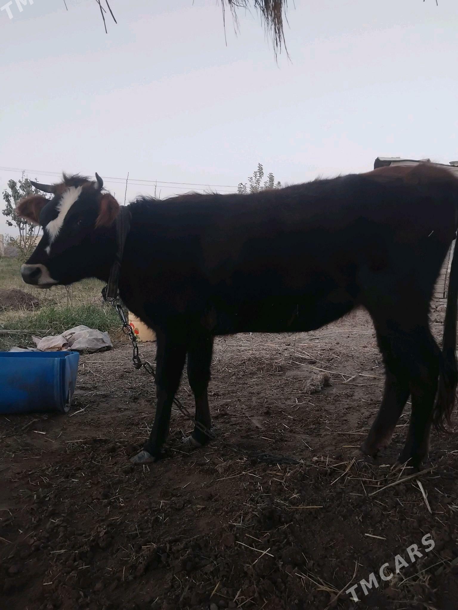 gulojun gysyr - Мары - img 2