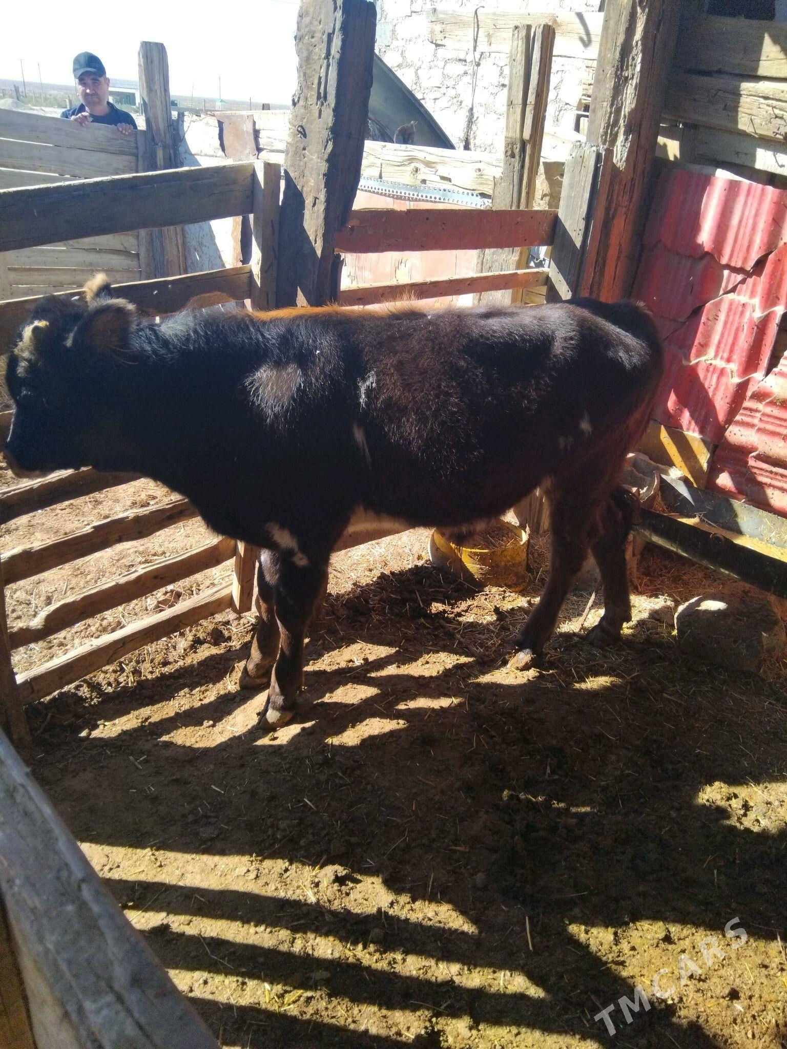 sygyr gòle - Балканабат - img 4