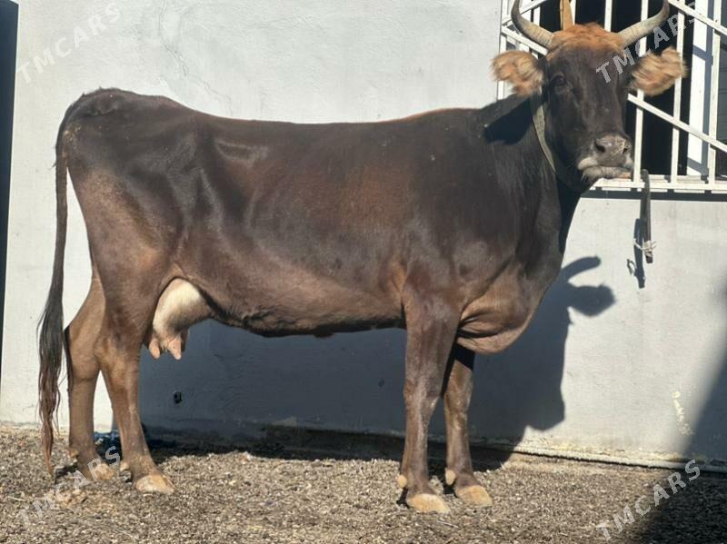 ARGİNAL GÖLELİ SYGYR - Чоганлы - img 4