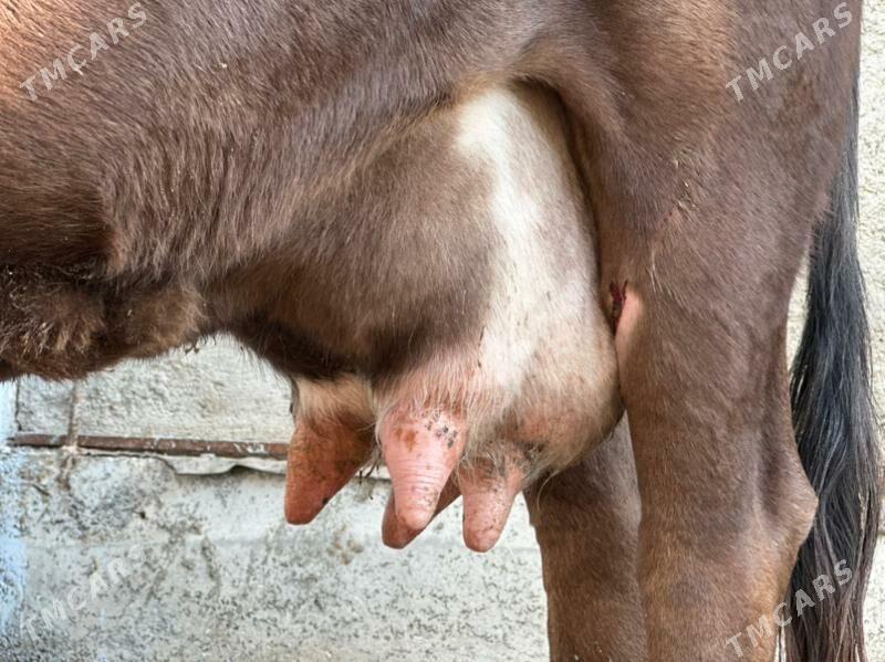 ARGİNAL GÖLELİ SYGYR - Чоганлы - img 2