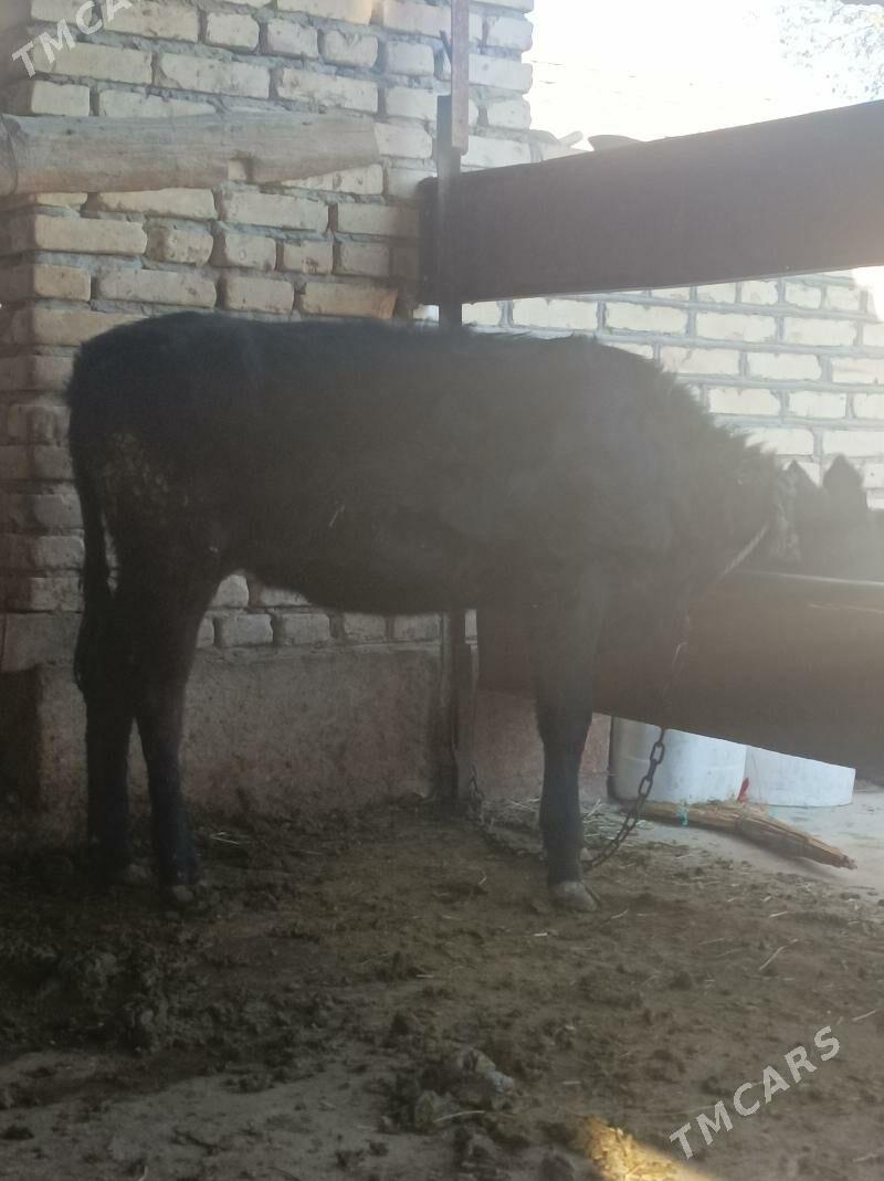 okuz/tuwe - Бахарден - img 3