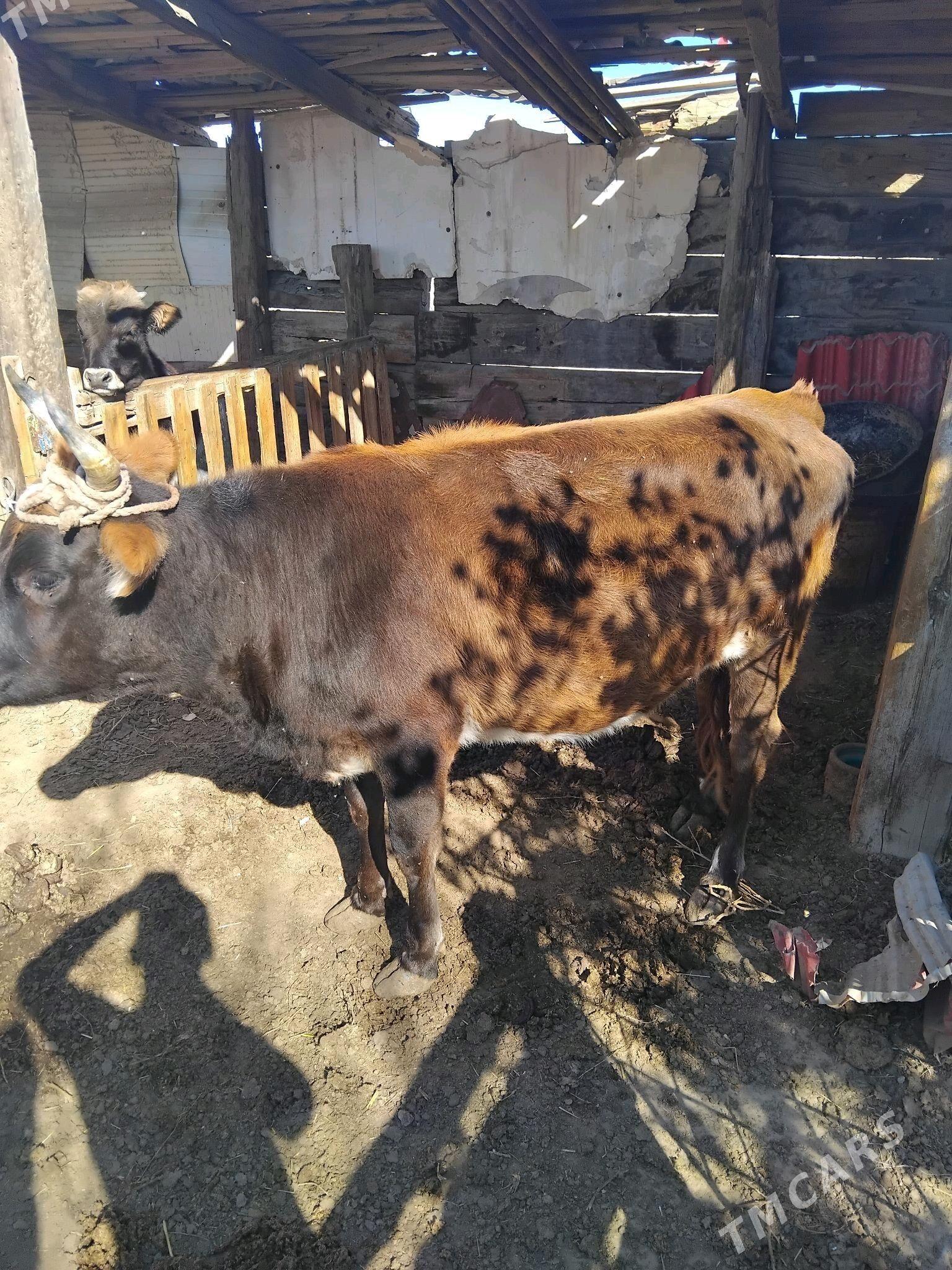 sygyr gòle - Балканабат - img 5