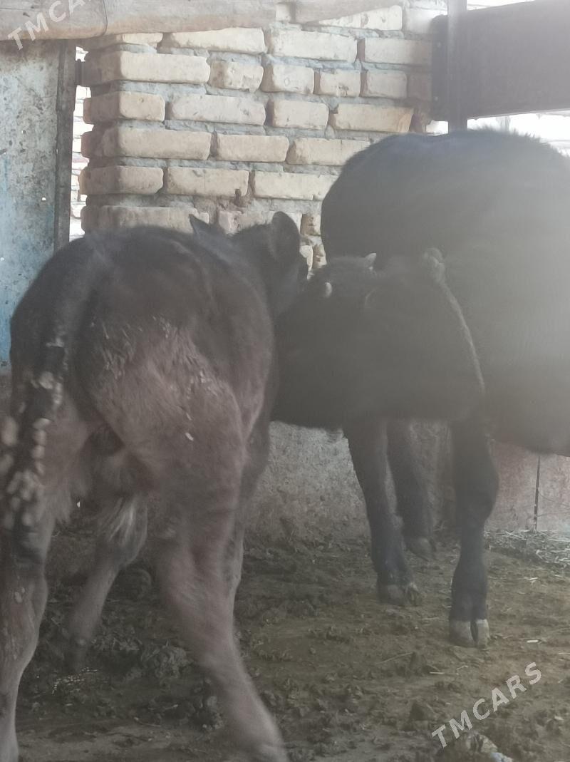 okuz/tuwe - Бахарден - img 2