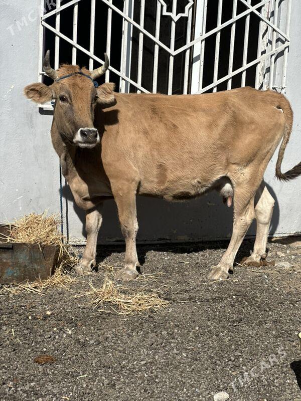 Arginal bogaz Göleli sygyr - Çoganly - img 2