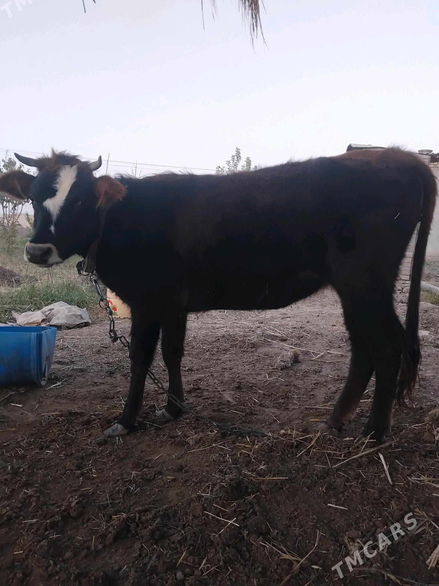 gulojun gysyr - Мары - img 1