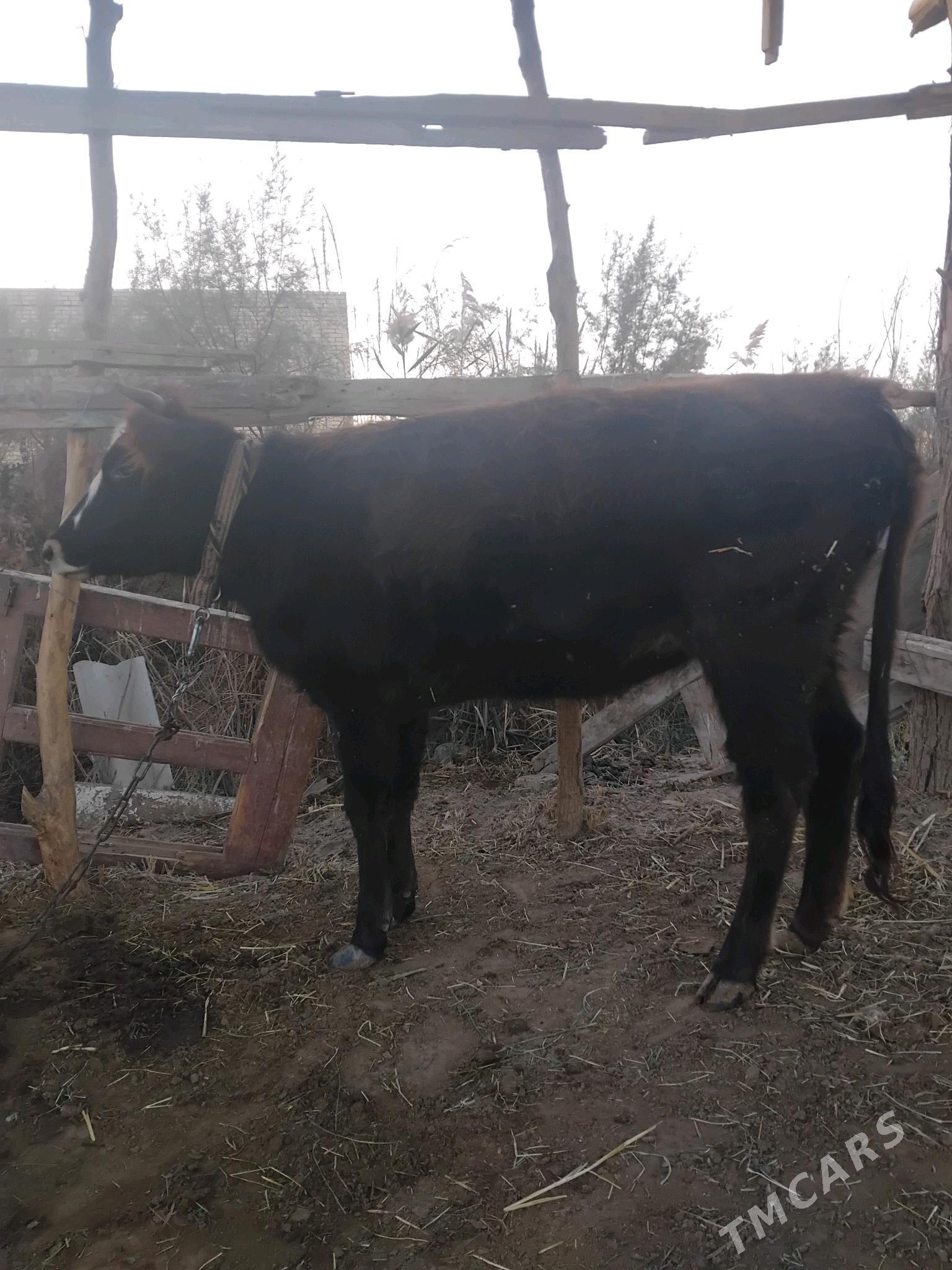 gulojun gysyr - Мары - img 4