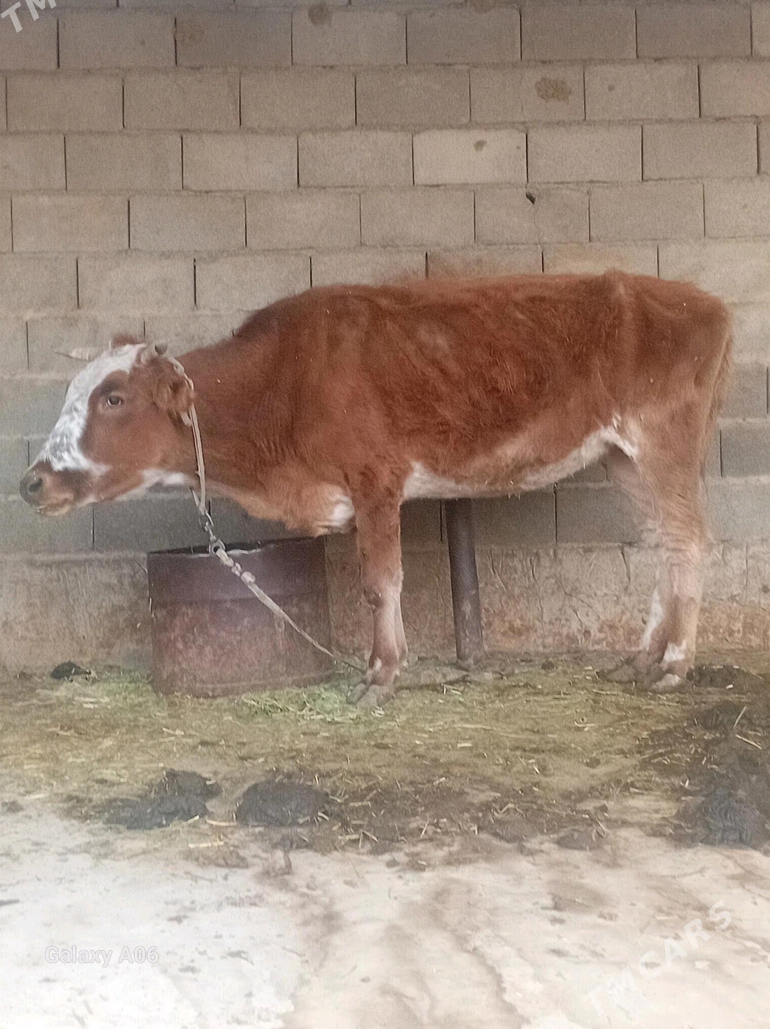 sygyr - Бахарден - img 1