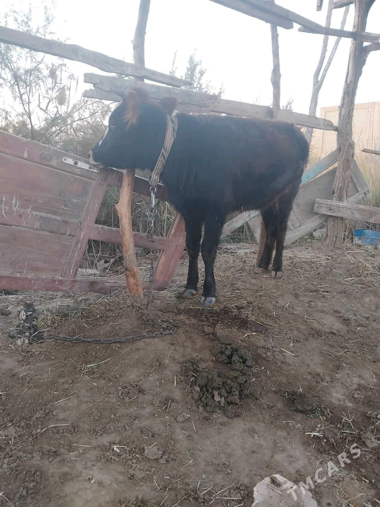 gulojun gysyr - Мары - img 8