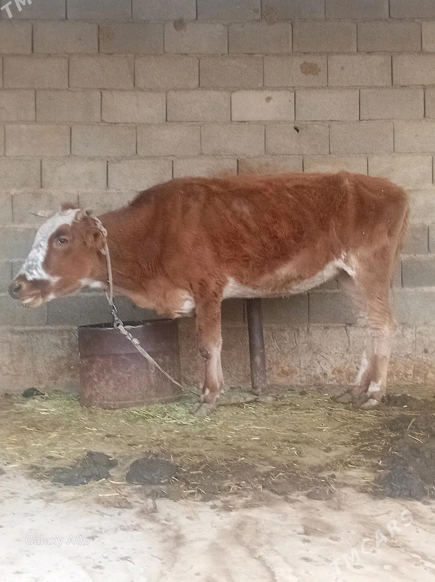 sygyr - Бахарден - img 3