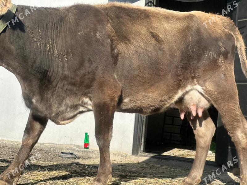 arginal Göleli sygyr - Чоганлы - img 4