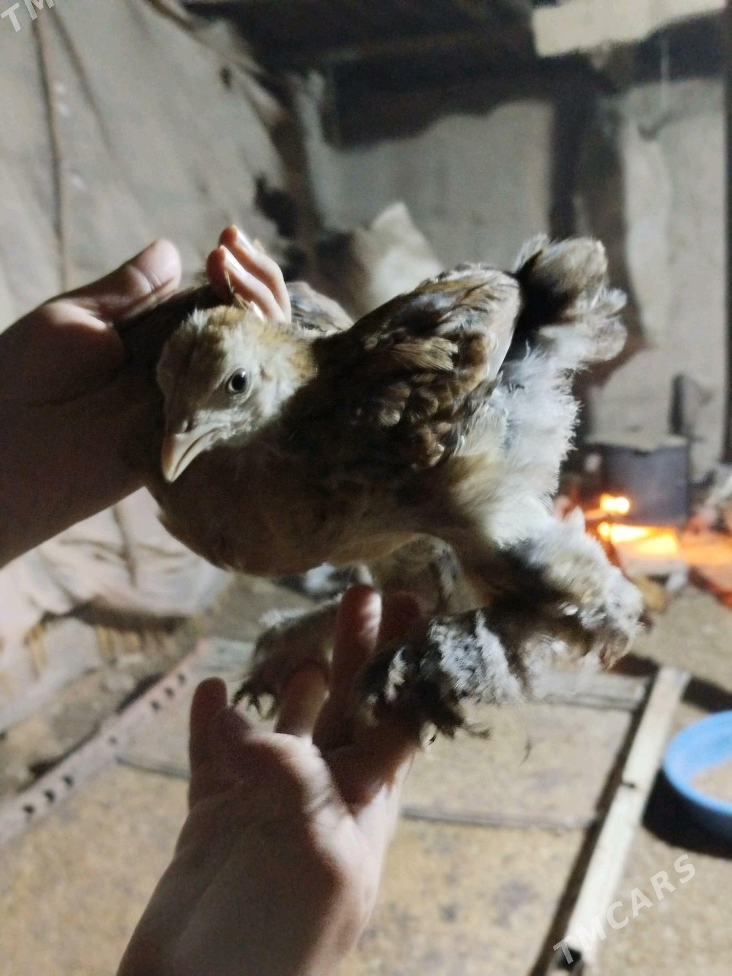 Jüyje - Tejen - img 1