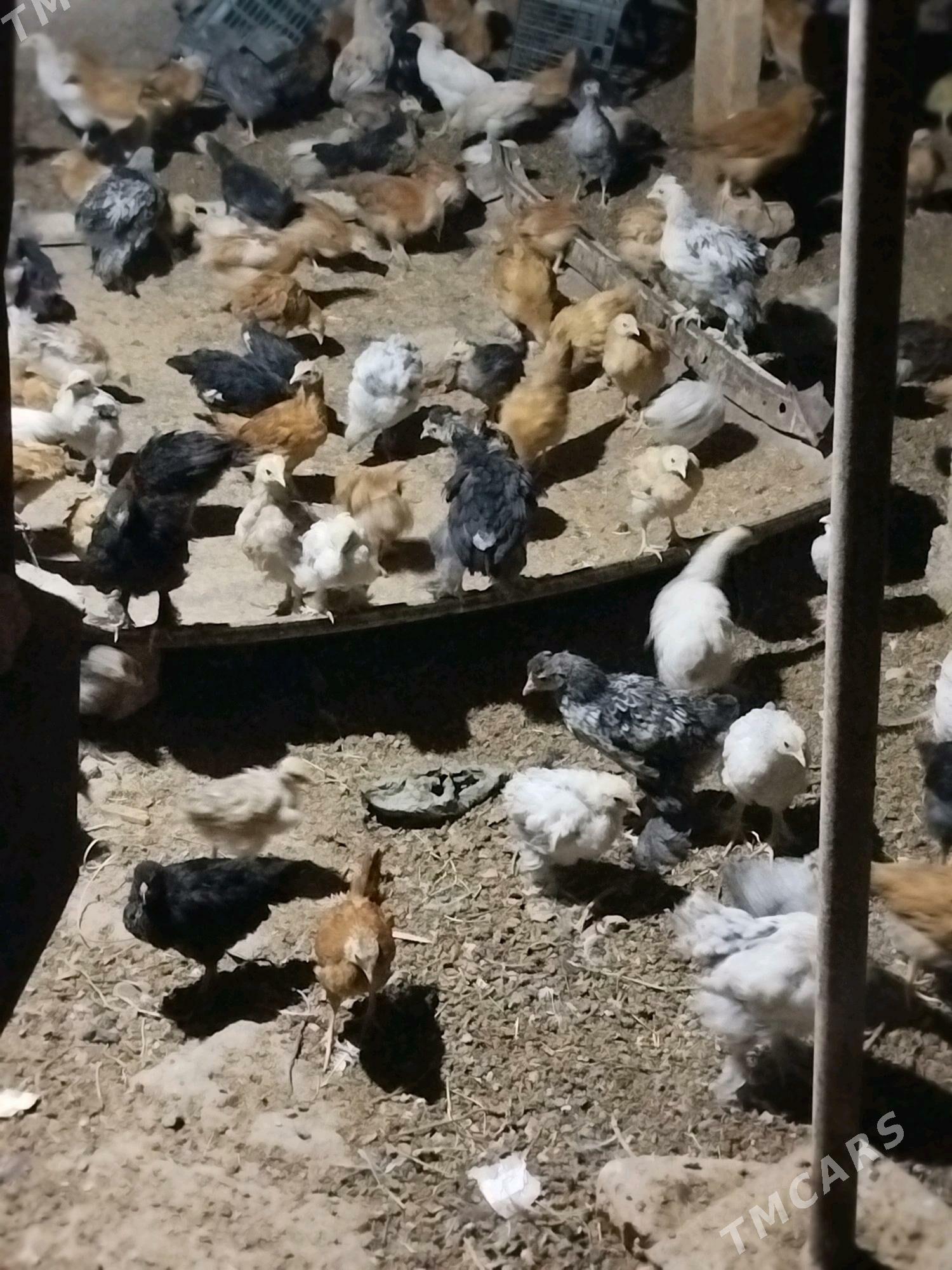 Jüyje - Tejen - img 3